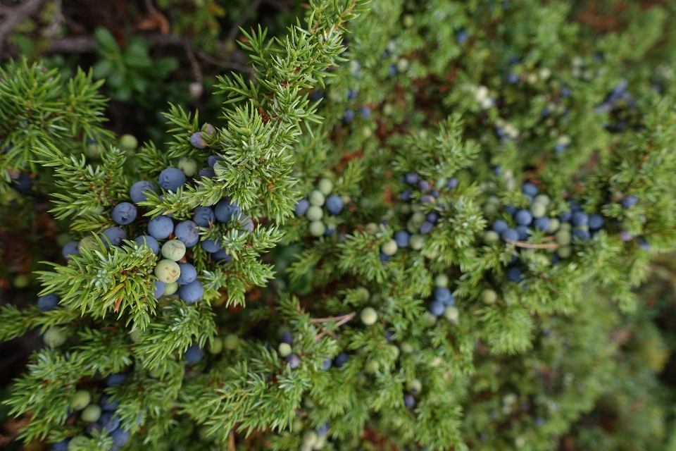 Tree plant berry flower