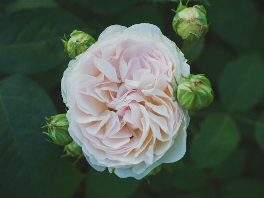 Plant flower petal rose Photo