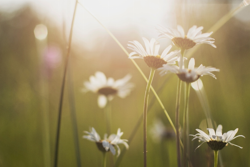 Natur gras zweig blüte