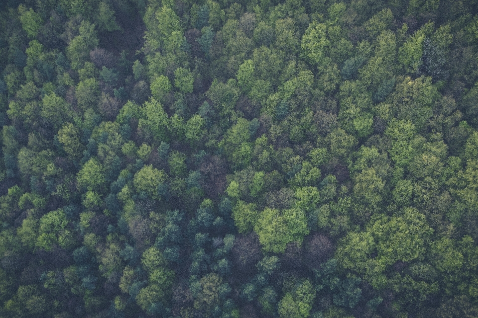 Tree forest plant wood