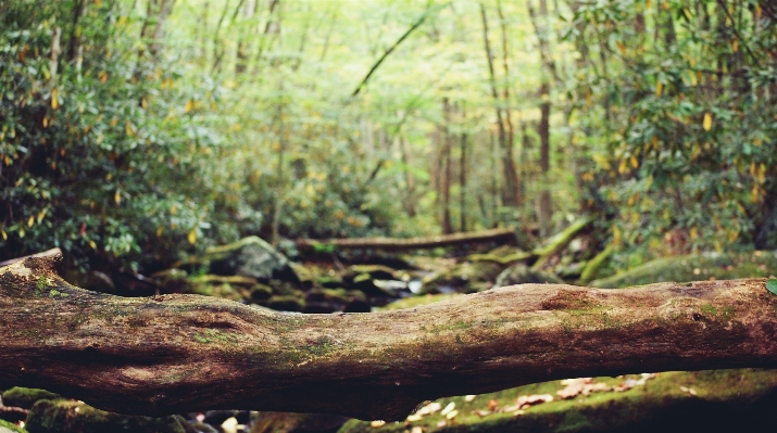 Foto Albero natura foresta pantano