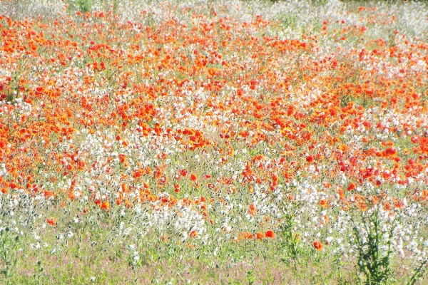 Grass plant field meadow Photo