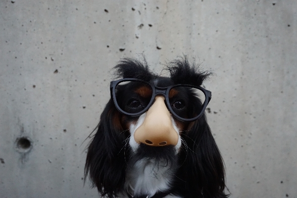 Bird glass dog spaniel Photo