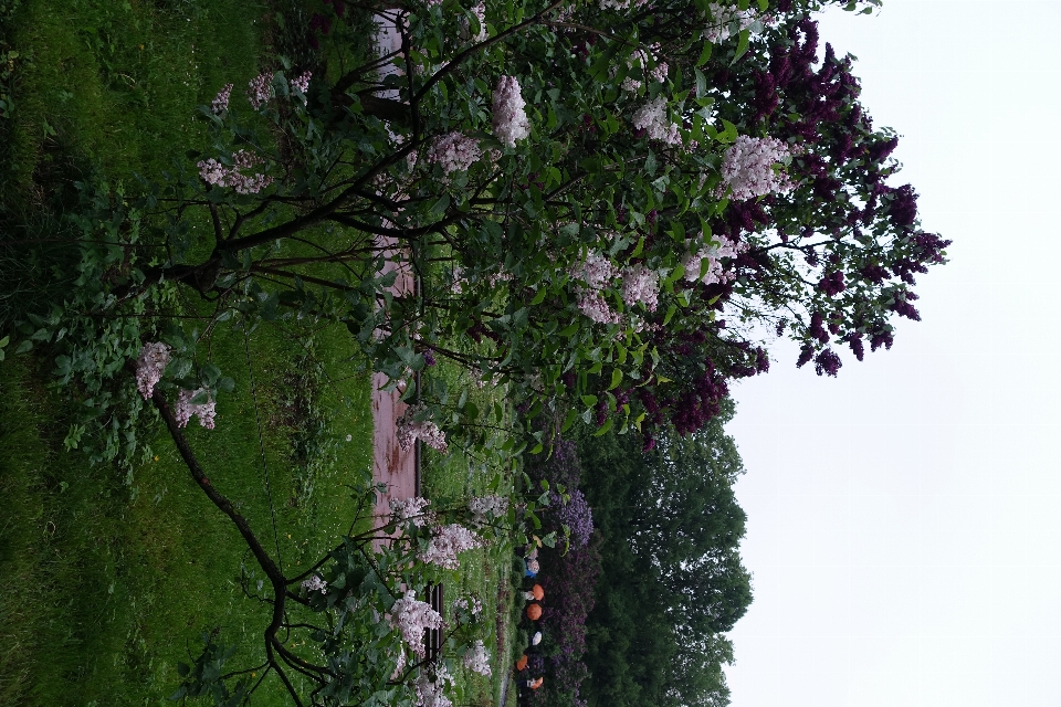 Tree blossom people plant