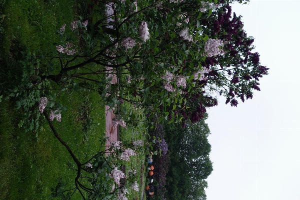 Tree blossom people plant Photo