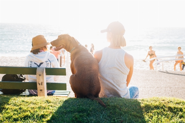 Foto Pantai orang bermain anjing