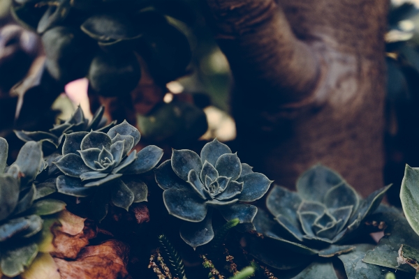 Tree plant photography sunlight Photo