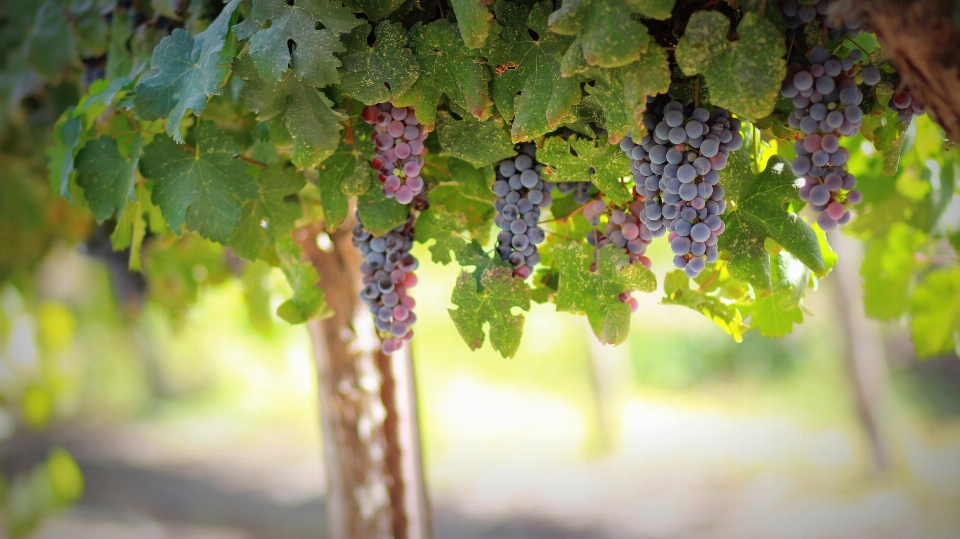 Tree branch plant grape