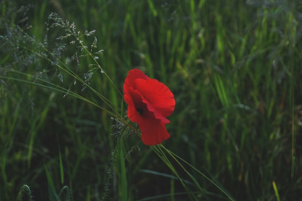 Nature grass plant field Photo