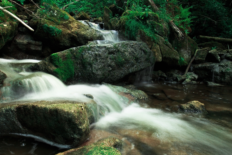 風景 水 自然 森