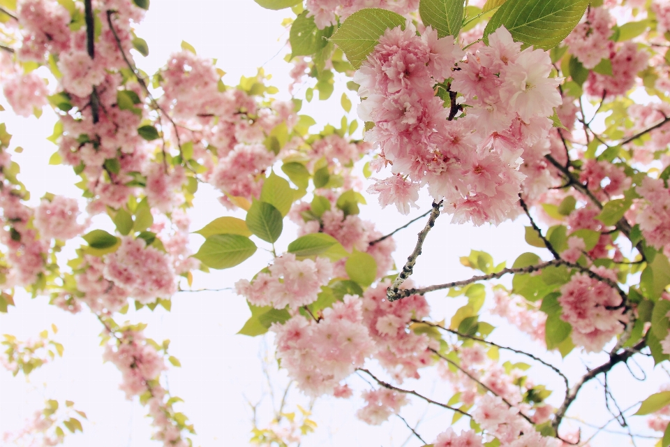 Branch blossom plant flower