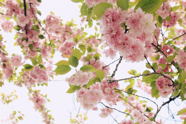 Branch blossom plant flower Photo