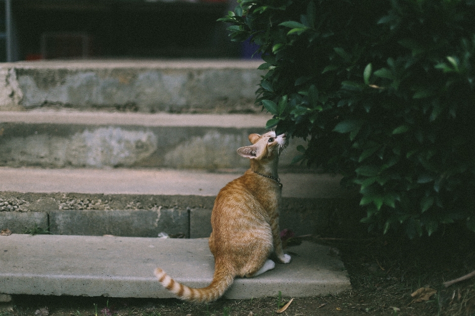 Escalier animal faune zoo