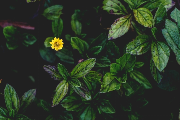 ブランチ 植物 葉 花 写真