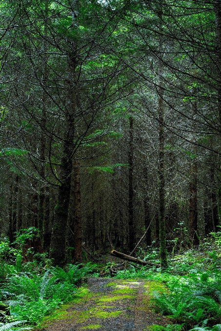 Albero natura foresta selvaggia
