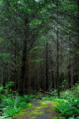 Tree nature forest wilderness Photo