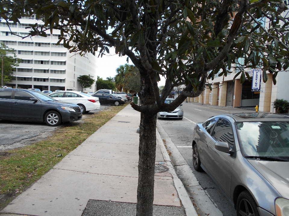 Peatonal camino calle auto