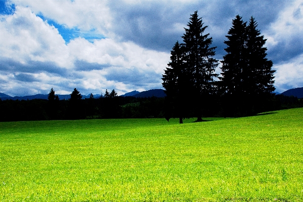 Landscape tree nature grass Photo