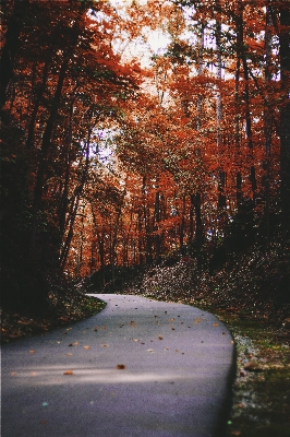 Tree nature forest path Photo