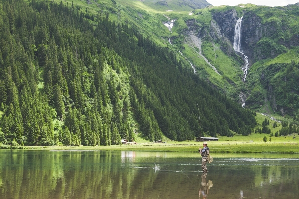 Tree forest wilderness mountain Photo