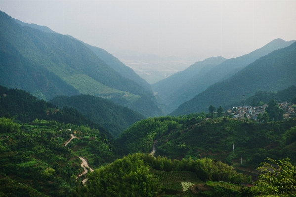 景观 树 自然 森林 照片