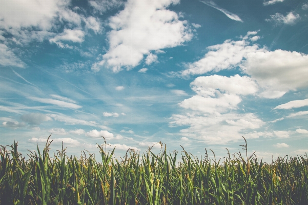 Grass horizon cloud plant Photo