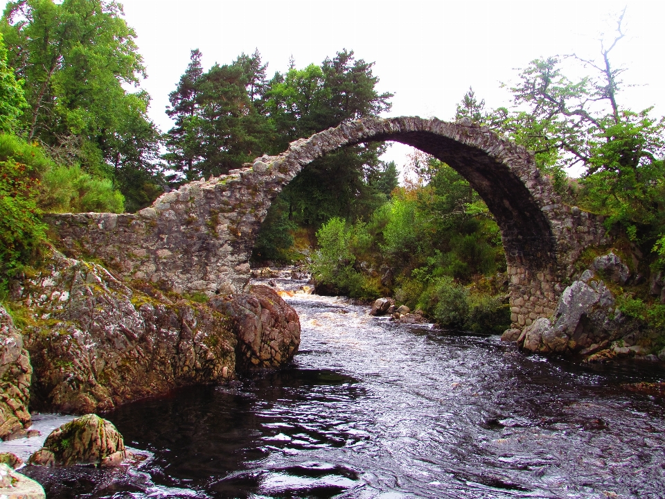 Tree bridge flower river