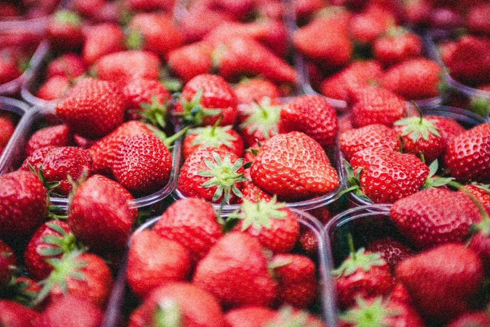 Plant raspberry fruit berry