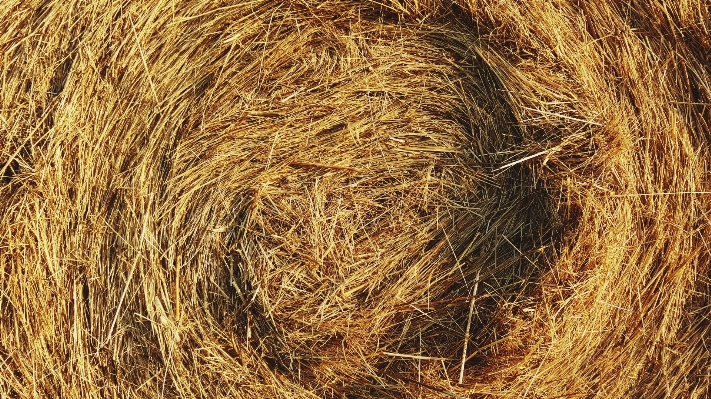 Branch plant hay bale Photo