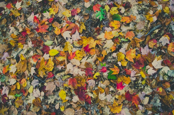 Foto Textura hoja caer flor