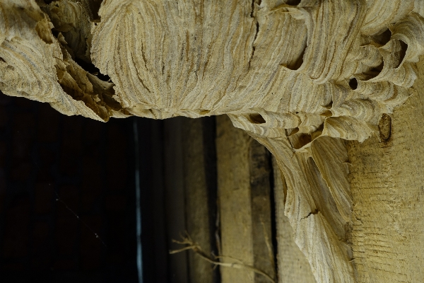 Rock wood formation arch Photo