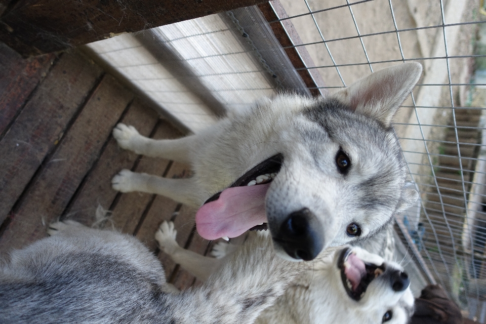 Perro mamífero lobo fornido