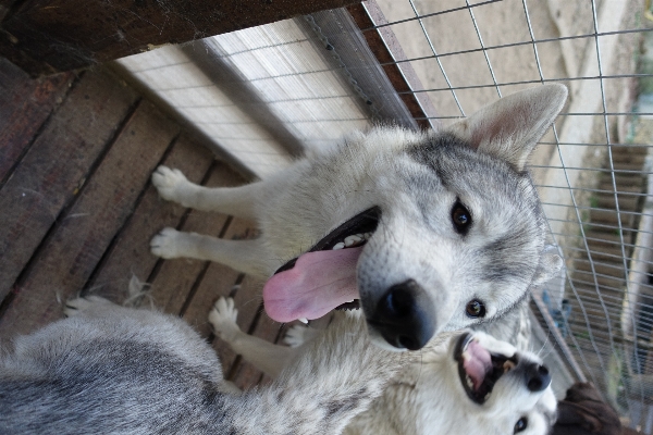 Foto Anjing mamalia serigala serak