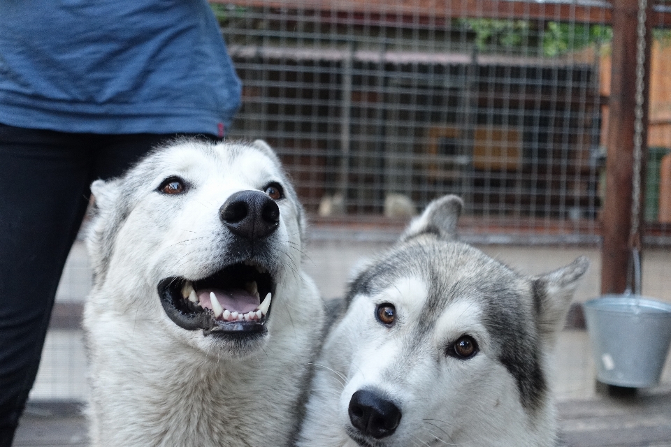 Dog portrait mammal husky