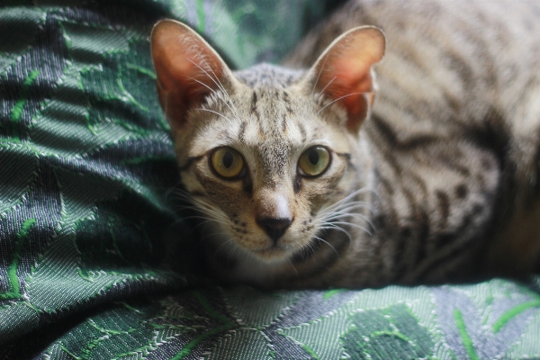 Foto Anak kucing mamalia fauna