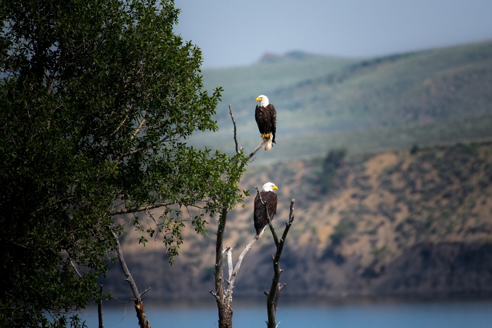 Drzewo woda natura ptak