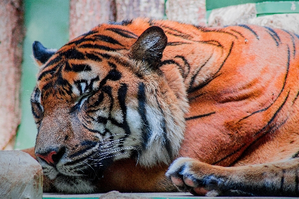 Animal wildlife zoo cat Photo