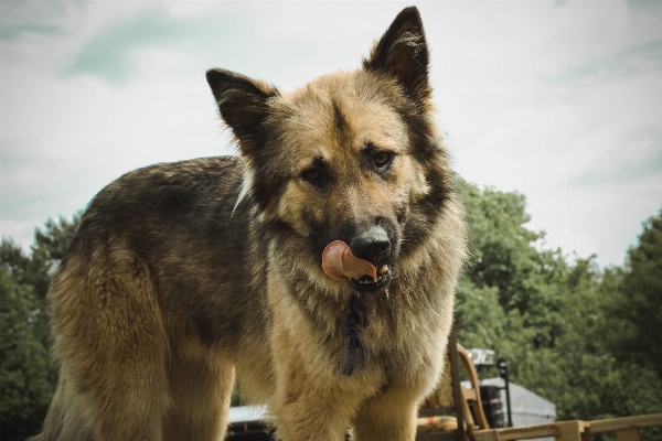 Foto Anjing mamalia serigala bertulang belakang
