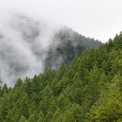 Tree forest wilderness mountain Photo