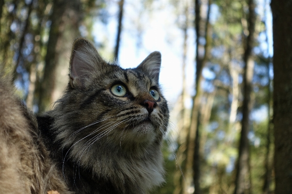 Forest walk pet cat Photo