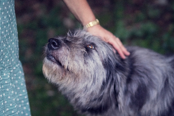 Hand dog animal canine Photo