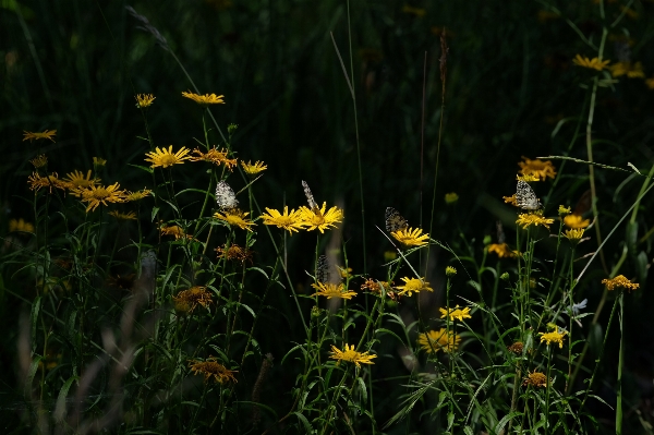 Photo Nature herbe usine champ