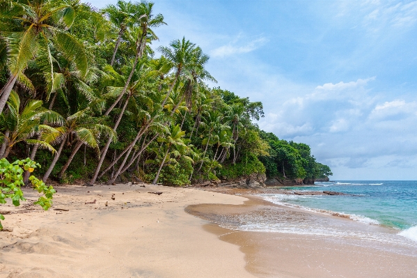 Beach sea coast tree Photo