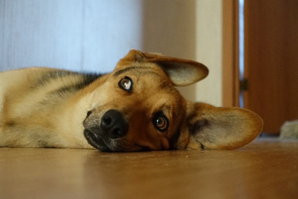 Köpek evcil hayvan memeli omurgalı
