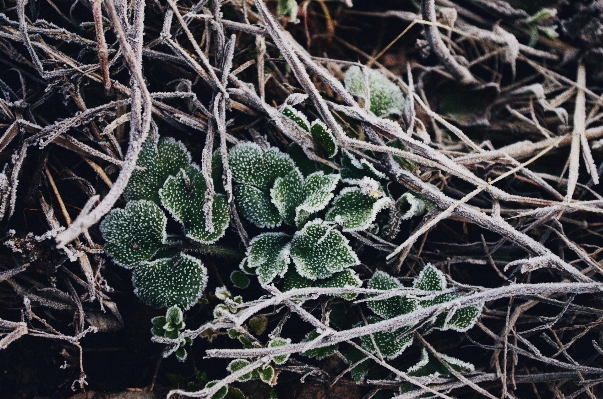 Tree nature branch plant Photo