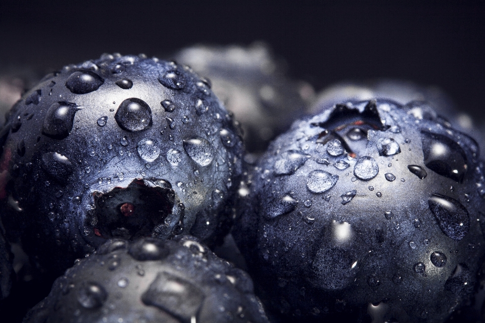 Drop plant photography fruit