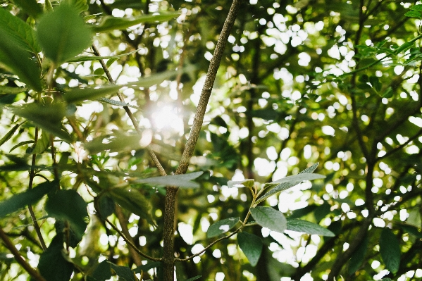 Tree nature branch blossom Photo