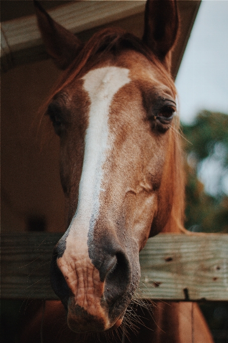 Recinzione animale cavallo mammifero