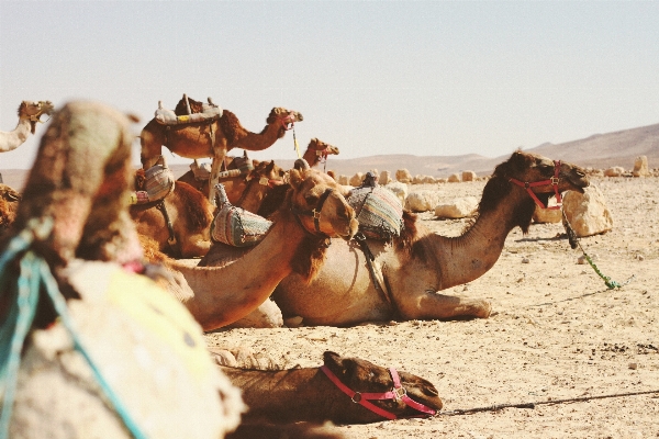 Landscape sand desert camel Photo