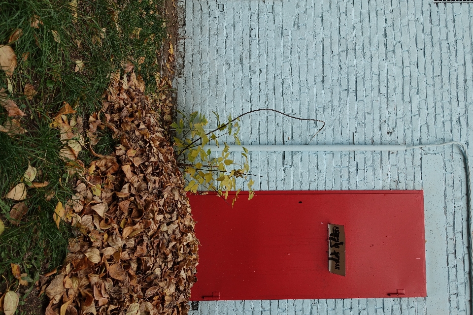 Tree wood house leaf